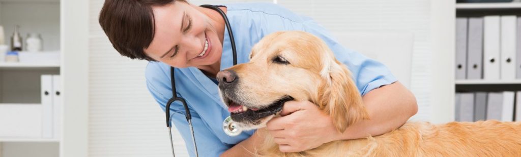 veterinaria con perro